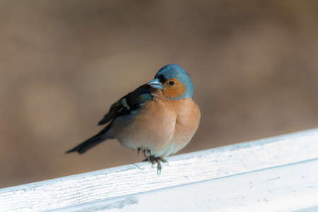 portrait of the chaffinch on a white bench