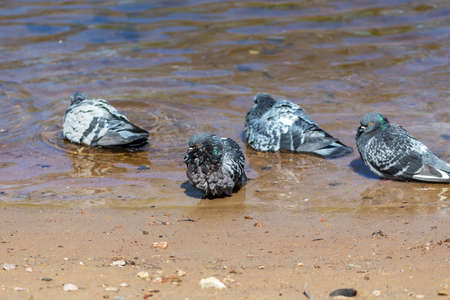 flock of pigeons in the water near the shoreの写真素材