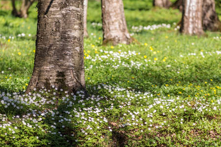 spring landscape with flowers in the grassの写真素材