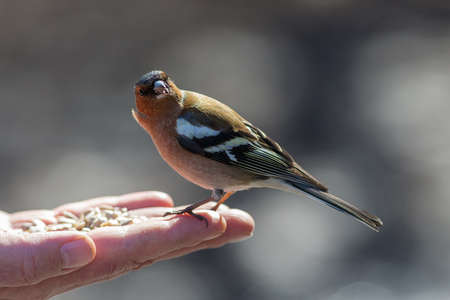 chaffinch on the palm of a person eating seedsの写真素材