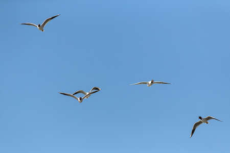 flock of seagulls in flight against the sky