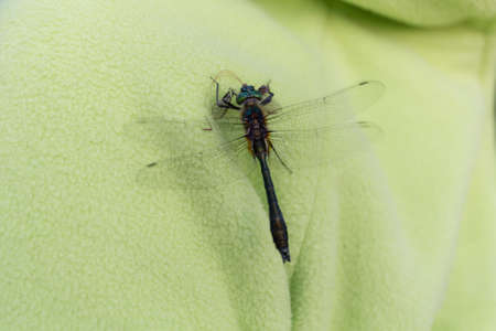 dragonfly sitting on green clothes close up