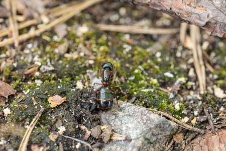 little ant in the woods close up