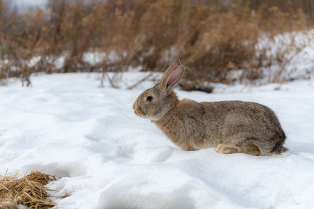 portrait of a brown rabbit on snow in winter