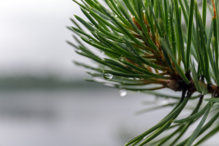 wet pine branch after the rain close upの写真素材