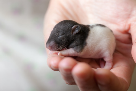 very small blind baby rat in the palmの写真素材