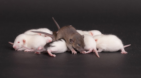 group of baby rat on black backgroundの写真素材