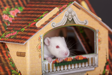 rat on the balcony of the toy houseの写真素材