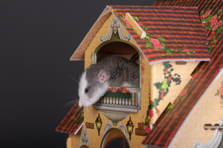 rat on the balcony of the toy houseの写真素材