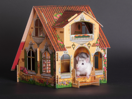 domestic rat on the porch of a toy houseの写真素材