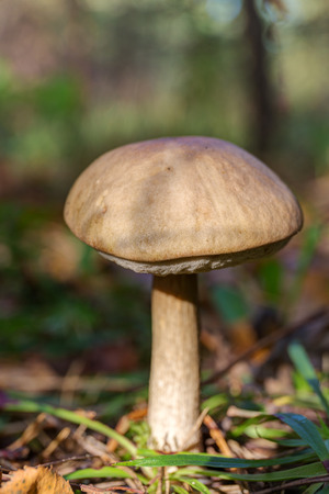 mushroom brown cap boletus in the woods closeupの写真素材