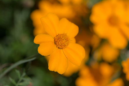 yellow marigold in the garden close upの写真素材