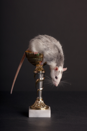 curious domestic rat on a gold cupの写真素材
