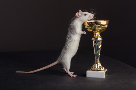 curious domestic rat with a gold cupの写真素材