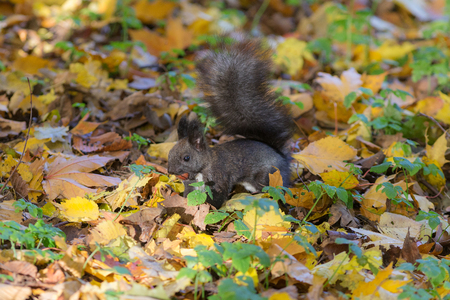 black squirrel with a nut on autumn leavesの写真素材