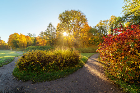 landscape with morning sun in autumn parkの写真素材