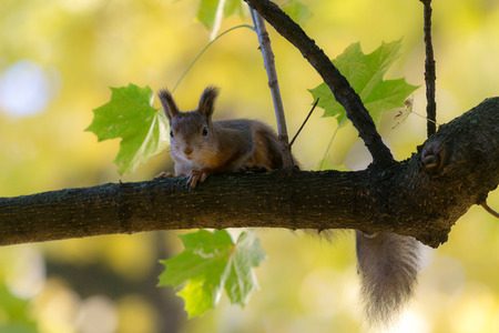 portrait of a squirrel on a tree branch in autumn
