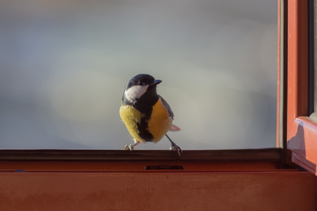 portrait of a curious tit in an open windowの写真素材