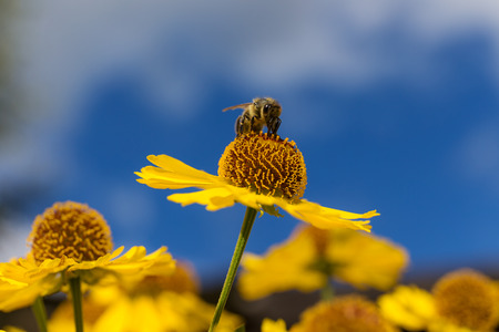bee on a helenium flower close up