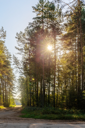 landscape with dirt road and morning sun in the forestの写真素材