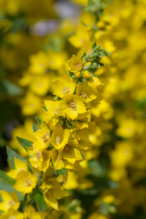 yellow blooming loosestrife in summer close upの写真素材