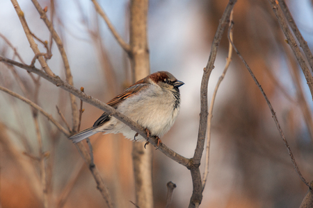 portrait of a sparrow on a tree branchの写真素材