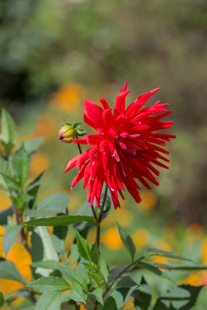 blooming red dahlia close up in summerの写真素材