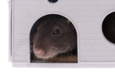 studio portrait of domestic rat in the houseの写真素材
