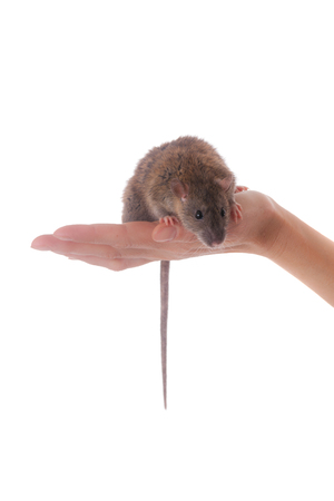 little brown domestic rat on palm close upの写真素材