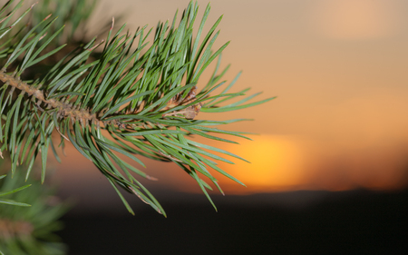 pine branch closeup against the sunset skyの写真素材