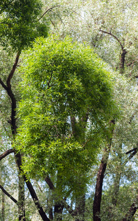 lush green foliage of trees in early summer