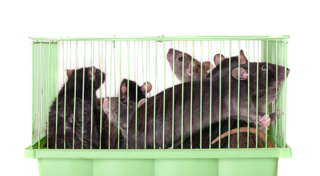 domestic rats in a cage on a white backgroundの写真素材
