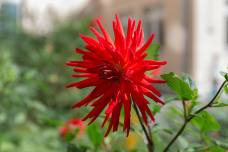 blooming red dahlia close up in summerの写真素材