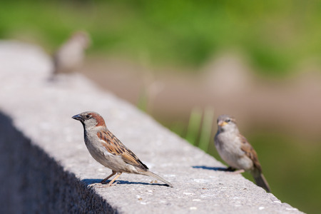 sparrows sit on a stone on a sunny day