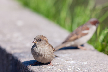 sparrows on a stone on a sunny dayの写真素材