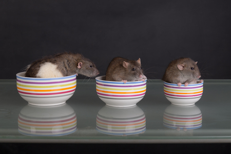 studio portrait of three rats in platesの写真素材