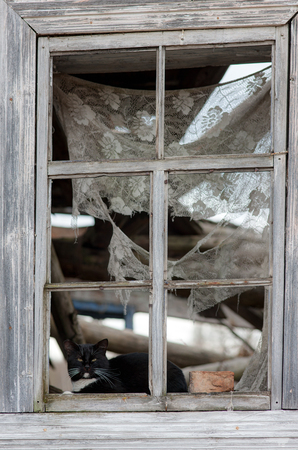 black cat in the window of the destroyed wooden houseの写真素材