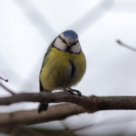 portrait of a bluetit on a tree branchの写真素材