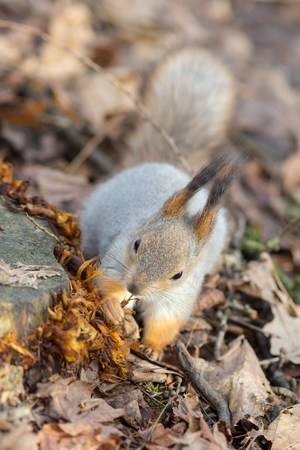 portrait of a squirrel on the leaves near the stumpの写真素材