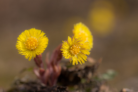 coltsfoot flowers in spring day close upの写真素材