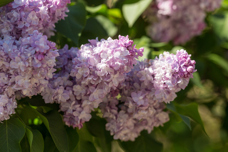 branch of blooming white and purple lilac in springの写真素材