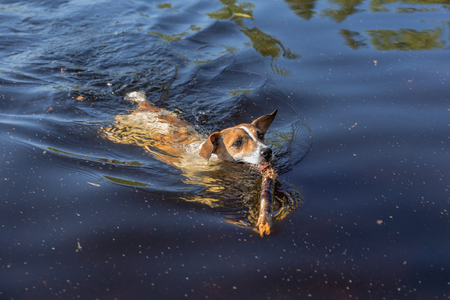 dog swims in the water with a wooden stick in his teethの写真素材
