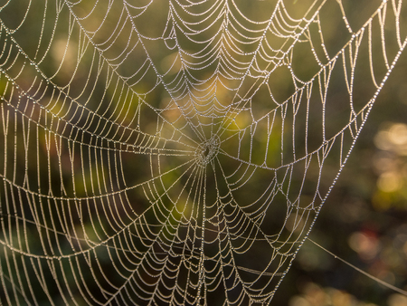 spider web at the end of summer in the morning lightの写真素材