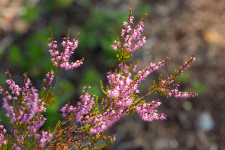 blooming heather on a sunny summer day closeupの写真素材