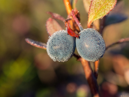 bush of ripe bog whortleberry close up