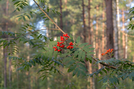 rowan branch with berries in the forestの写真素材