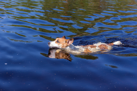 Jack Russell Terrier swims in the lake waterの写真素材