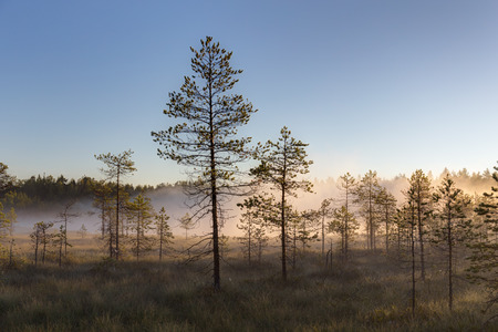 morning landscape with fog over a small forest lake and swampの写真素材
