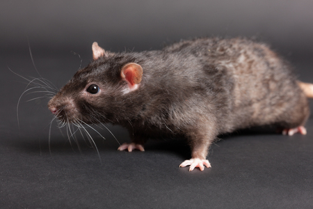 closeup portrait of a black domestic ratの写真素材