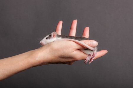 domestic baby rat on human hand in studioの写真素材